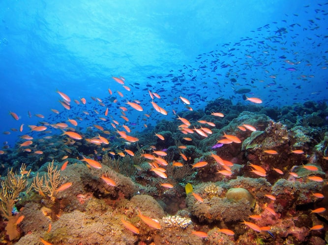 國內海洋生物多樣性現況與問題 地中海亞洲海洋聯盟